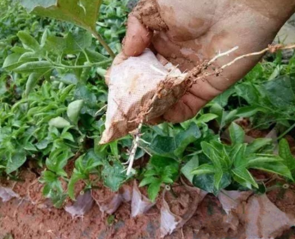 百香果苗的無紡布袋能種植嗎？