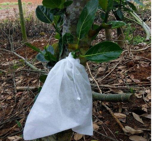 菠蘿蜜無紡布套袋價(jià)格